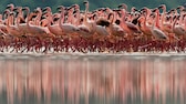 Flamingos