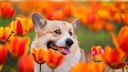 Ein Corgi in einem Tulpenfeld