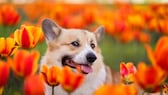 Tulpen können für Hunde und Katzen giftig sein. Daher sollten Tierhalter darauf achten, dass ihre Tiere diese Pflanzen nicht fressen.