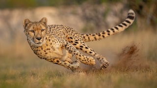 Gepard