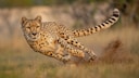 Gepard