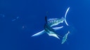 Ein Gestreifter Marlin schnappt nach einer Sardelle