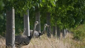 Nandus schauen aus einem kleinen Waldgebiet in Deutschland