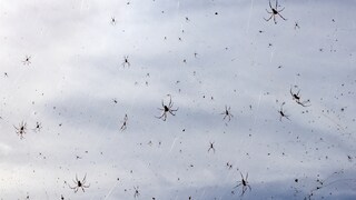 Viele Madagaskar-Seidenspinnen sitzen in riesigen Netzen, die den Himmel bedecken