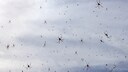 Viele Madagaskar-Seidenspinnen sitzen in riesigen Netzen, die den Himmel bedecken