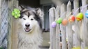 Alaskan Malamute steht am Zaun, der mit bunten Ostereiern geschmückt ist