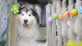 Alaskan Malamute steht am Zaun, der mit bunten Ostereiern geschmückt ist