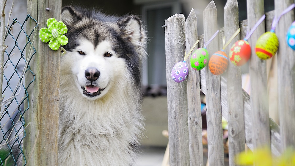 Alaskan Malamute steht am Zaun, der mit bunten Ostereiern geschmückt ist