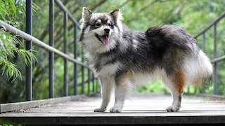 Der finnische Lapphund wurde ursprünglich von den Ureinwohnern Lapplands als Arbeitshund zum Hüten der Rentiere und als Jagdhelfer gezüchtet.