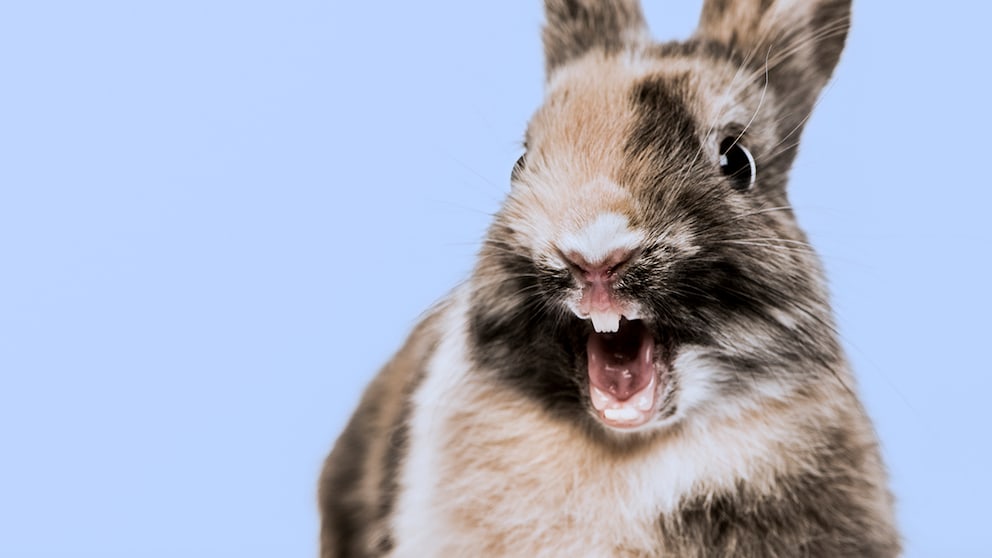 Nahaufnahme eines Kaninchens mit weit aufgerissenem Maul