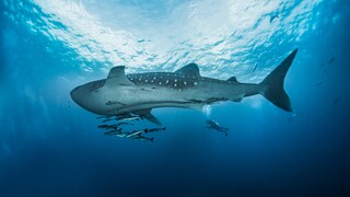 Ein Walhai neben anderen kleineren Fischen und einem Taucher