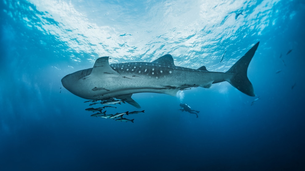 Ein Walhai neben anderen kleineren Fischen und einem Taucher