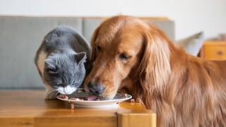 Hund und Katze fressen von einem Teller
