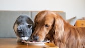 Hund und Katze fressen von einem Teller