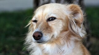 Hund, der in die Kamera blinzelt