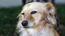 Hund, der in die Kamera blinzelt