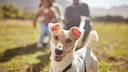 Hund l&auml;uft vor seinen Besitzern und runzelt die Stirn