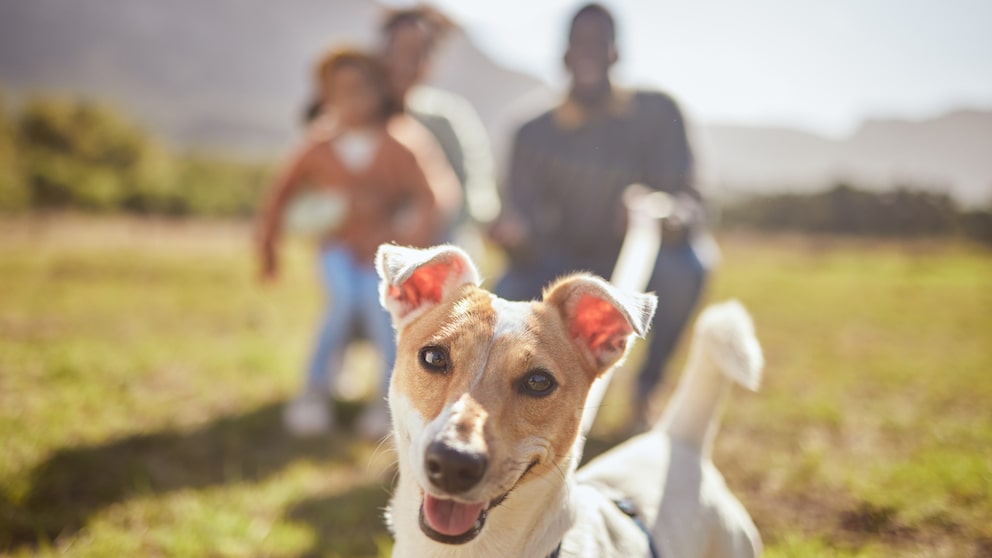 Hund läuft vor seinen Besitzern und runzelt die Stirn