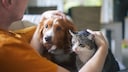 Hunde- oder Katzenmensch