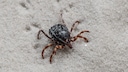 Hyalomma-Zecke (Hyalomma marginatum) auf Sand laufend