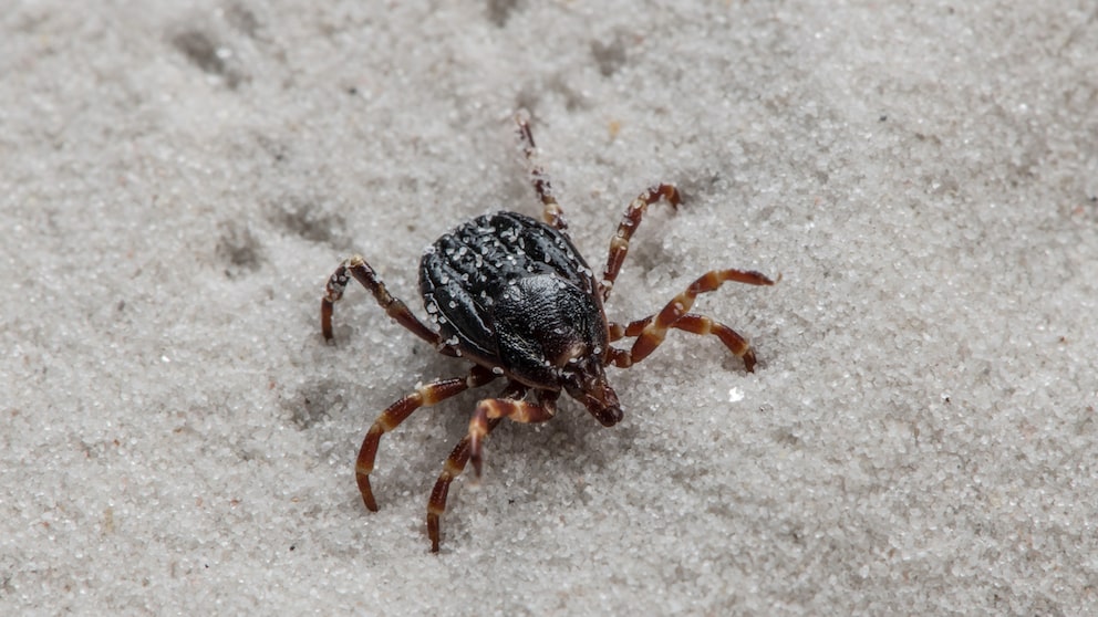 Hyalomma-Zecke (Hyalomma marginatum) auf Sand laufend