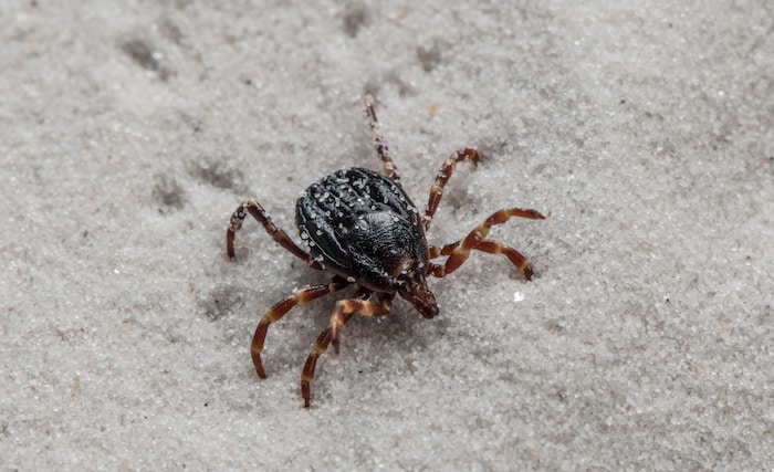 Hyalomma tick (Hyalomma marginatum) running on sand