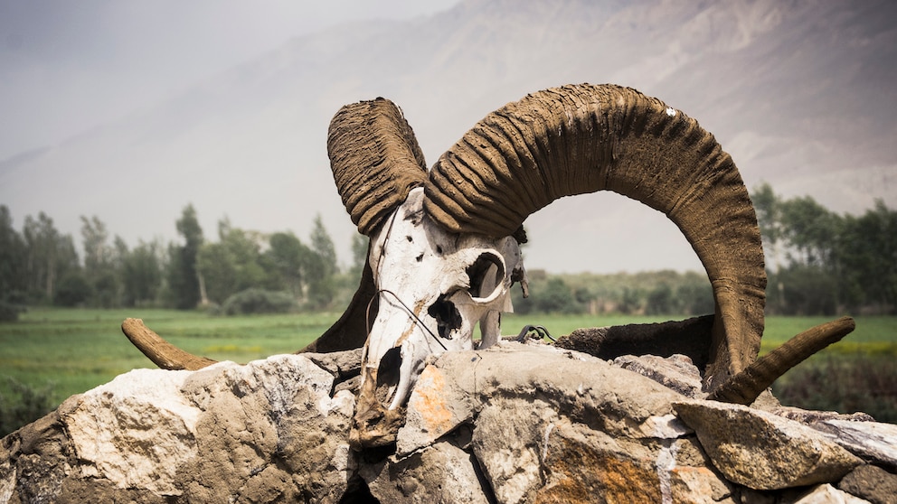 Ein Schädel von einem Marco-Polo-Schaf in Tadschikistan