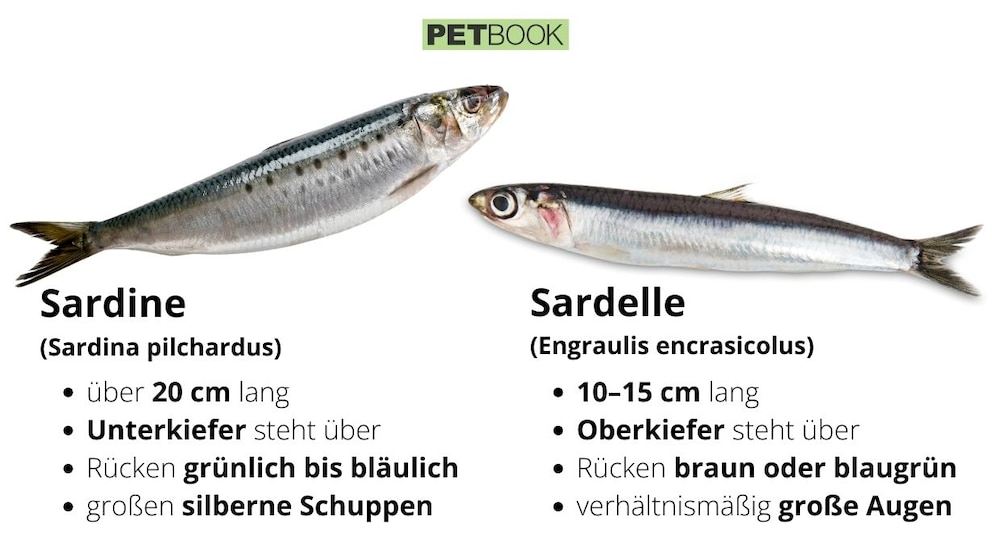 Infografik zum Unterschied Sardine und Sardelle