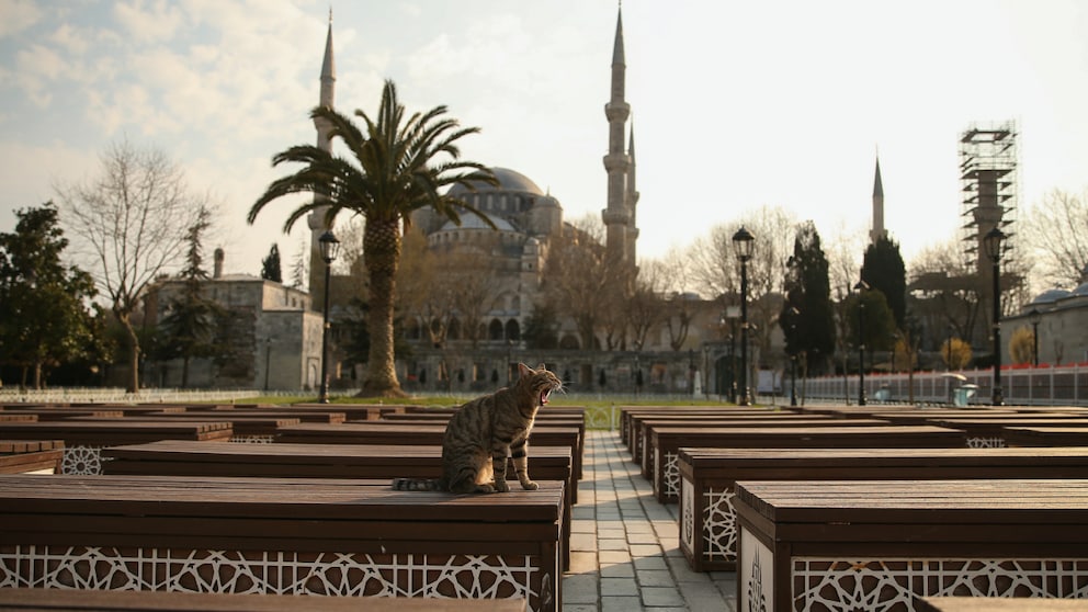 Eine Katze vor der Hagia Sofia in einem menschenleeren Istanbul