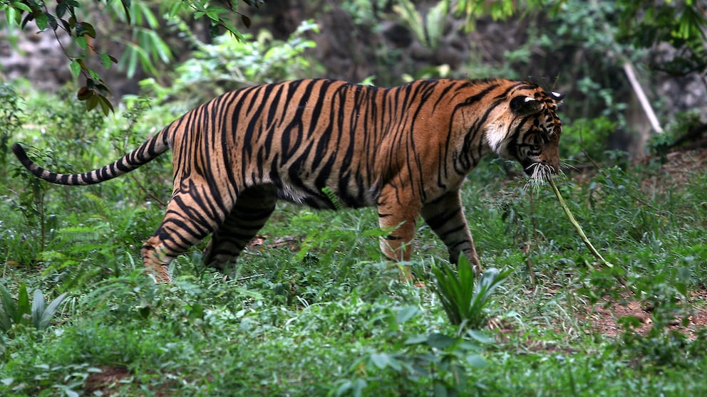 Ein Sumatra-Tiger soll dem ausgestorbenen Java-Tiger ähnlich sehen