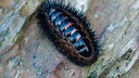 Eine K&auml;ferschnecke, die vielen Augen gut sichtbar, sitzt bei Ebbe auf einem Stein
