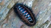 Eine Käferschnecke, die vielen Augen gut sichtbar, sitzt bei Ebbe auf einem Stein