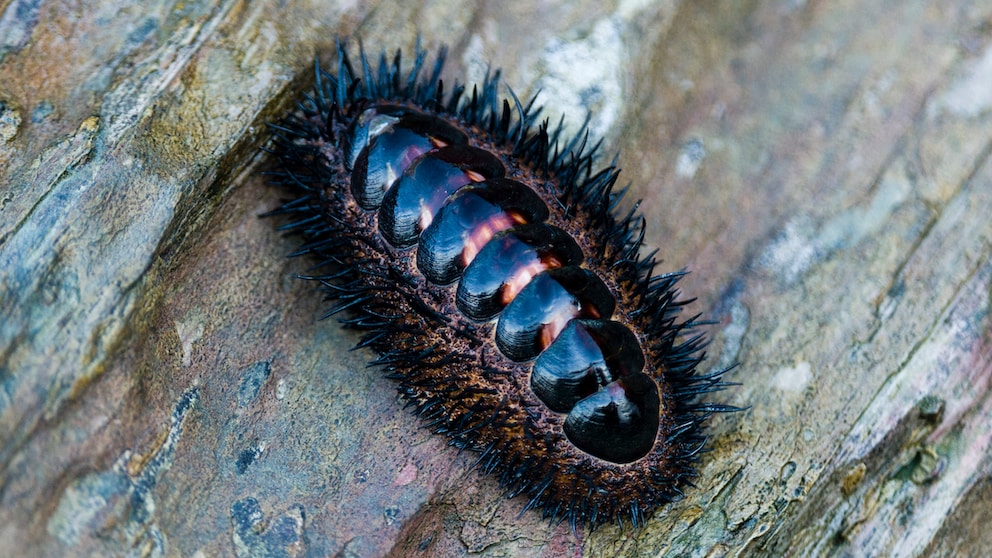 Eine Käferschnecke, die vielen Augen gut sichtbar, sitzt bei Ebbe auf einem Stein