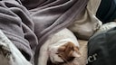 Eine Katze schl&auml;ft im Bett
