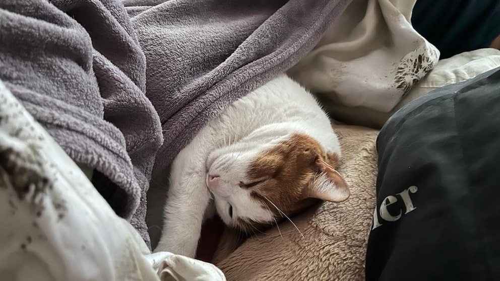 Eine Katze schläft im Bett