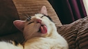 Katze, der beim Schlafen die Zunge heraushängt