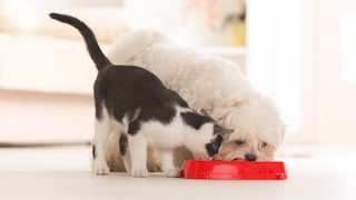 Hund und Katze fressen gleichzeitig aus einem roten Napf