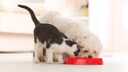 Hund und Katze fressen gleichzeitig aus einem roten Napf