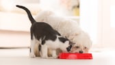 Hund und Katze fressen gleichzeitig aus einem roten Napf