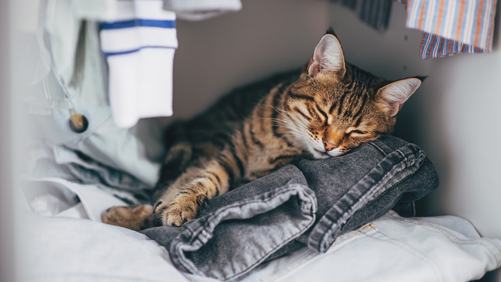 Katze, die im Schrank auf Kleidung schläft