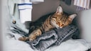Katze, die im Schrank auf Kleidung schläft