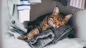 Katze, die im Schrank auf Kleidung schläft