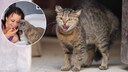 Kollage aus fauchender Katze und Portr&auml;t von Katzenpsychologin Carmen Schell