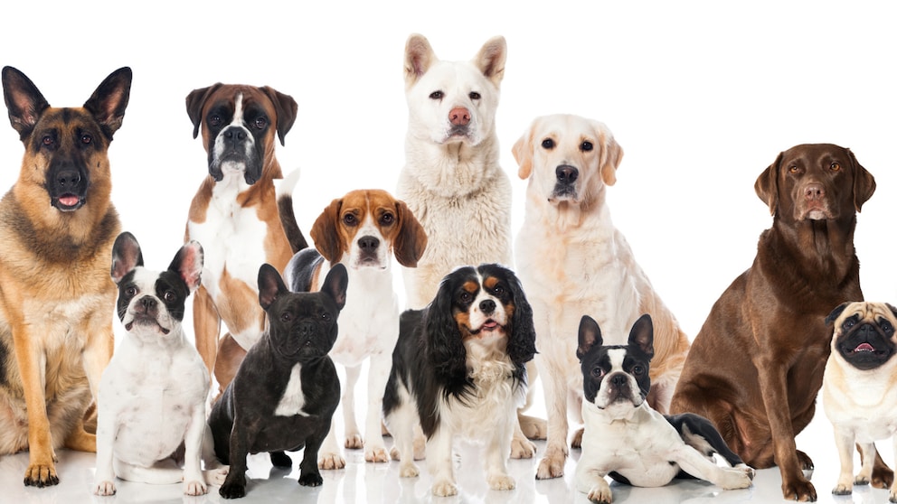 Der American Kennel Club hat nun die beliebtesten Hunderassen 2023 in den USA bekannt gegeben.