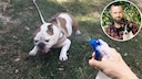 Dem Hund das Bellen mit einer Wasserpistole abgewöhnen? Manche Hundebesitzer schwören auf diese Methode. Doch was sagen Experten zu dieser Form der Erziehung?