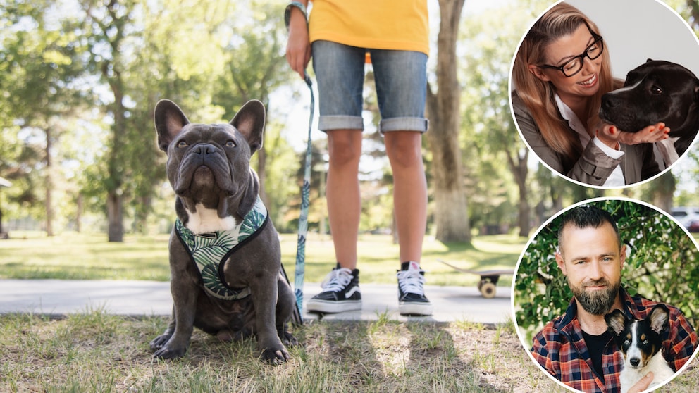 Wenn der Hund während des Spaziergangs einfach bockt, stehen bleibt und sich nicht mehr bewegen lässt, ist das für die Halter oft sehr frustrierend.