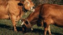 Eine Kuh putzt eine andere auf der Wiese