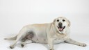 Ein übergewichtiger Labrador Retriever