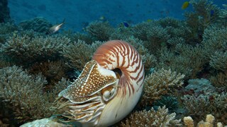 Ein Nautilus, klassischer Vertreter der lebenden Fossilien, auf dem Meeresgrund