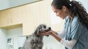 Lipom beim Hund